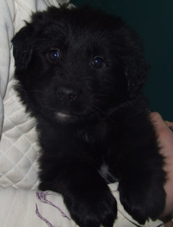 Minuit (Midnight) at the Mae Bachur shelter before she found her new home.