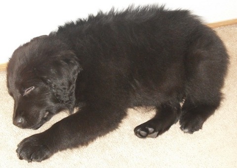 Minuit is curled up for a nap. What a cutie-pie!