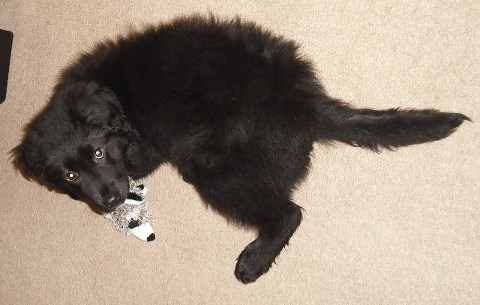 Minuit plays with her favourite squeaky toy.